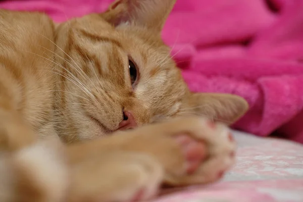 Indoors Portrait Ginger Kitten — Stock Photo, Image