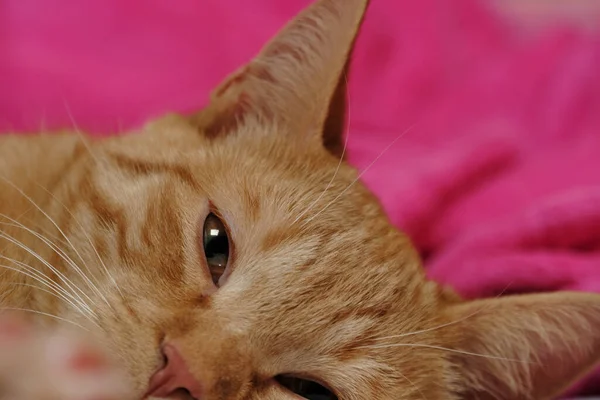 Retrato Interno Gatinho Gengibre — Fotografia de Stock