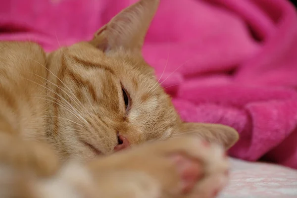 一只生姜猫咪的室内肖像 — 图库照片