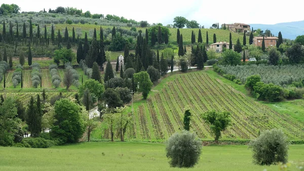 Campo Toscano Dia Nublado Primavera Área Abadia Santo Antimo — Fotografia de Stock