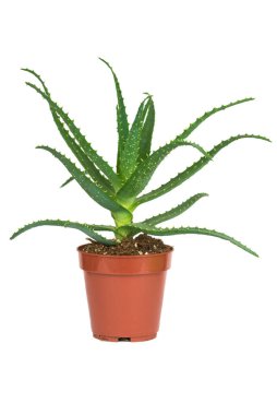 Tencerede taze yeşil aloe