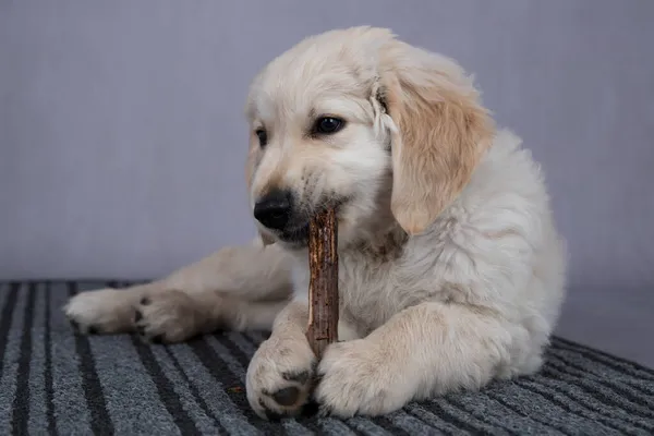 Молодая Собака Щенок Золотого Ретривера — стоковое фото