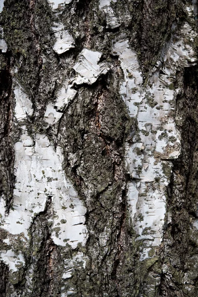 Casca Árvore Bétula Prata Textura Fundo — Fotografia de Stock