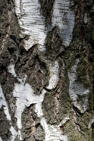 Casca Árvore Bétula Prata Textura Fundo — Fotografia de Stock