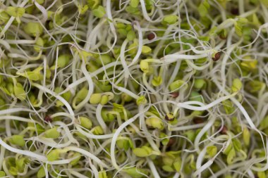 Taze taze taze brokoli filizleri.