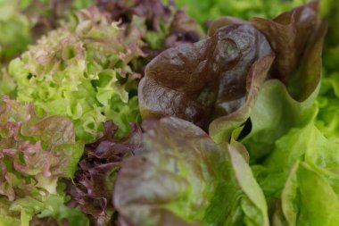 farklı salata türleri - doku, arkaplan