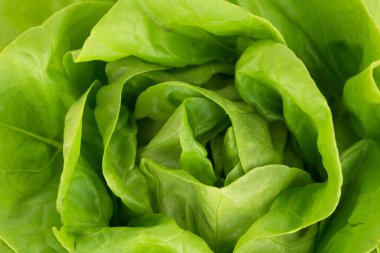 yeşil taze doğal marul (salata)