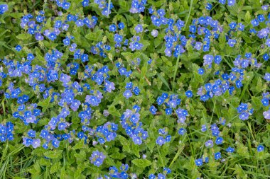 Omphalodes verna - küçük mavi bahar çiçekleri - sürünen göbek otu