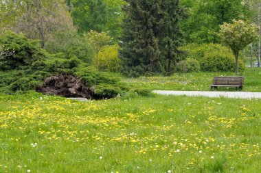 Bir sürü çiçekli bahar çayırı