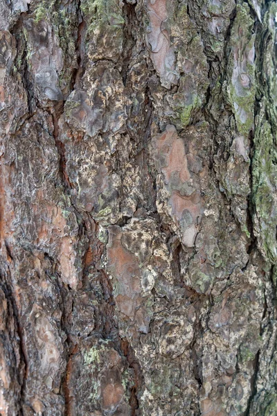 Casca Árvore Textura Madeira Fundo — Fotografia de Stock