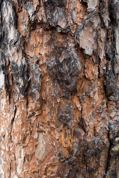 Corteza Árbol Textura Madera Fondo —  Fotos de Stock