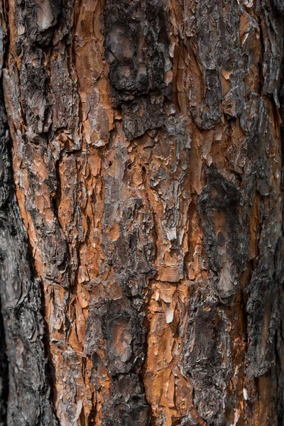 Corteza Árbol Textura Madera Fondo — Foto de Stock