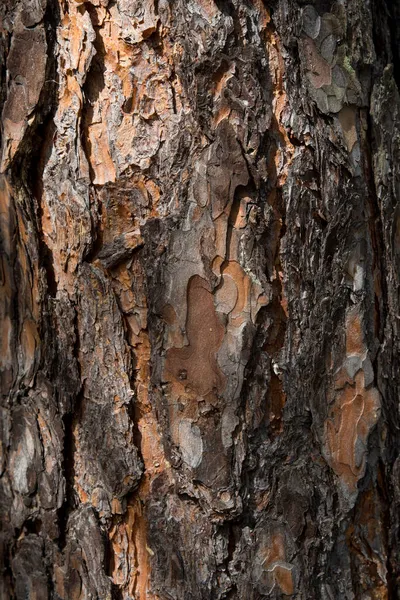 Corteza Árbol Textura Madera Fondo —  Fotos de Stock