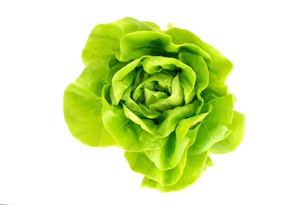 Zöld Friss Természetes Saláta Saláta — Stock Fotó