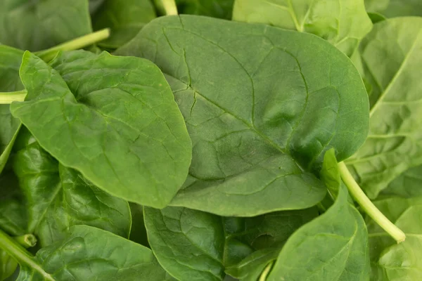 Fresh Young Baby Spinach Leaves — Stock Photo, Image