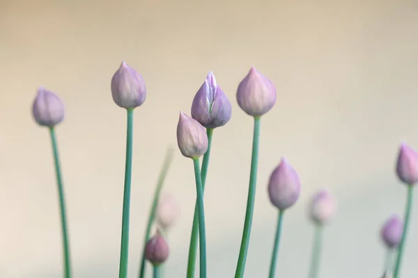 Young Fresh Chive Bud — Stock Photo, Image