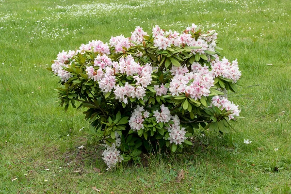 Young White Garden Flower Beauty Rhododendron — Stock Photo, Image