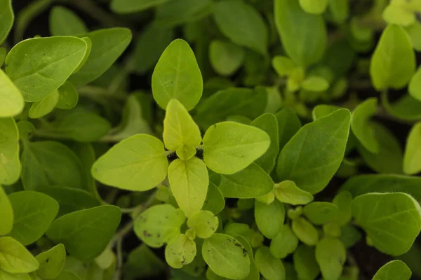 Fresh Green Oregano Plant Spice Stock Picture