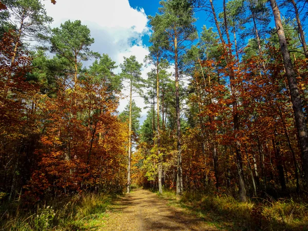 Das Holz Auf Den Herbstfarben — Stockfoto