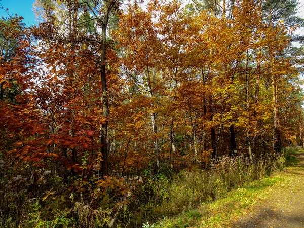 Das Holz Auf Den Herbstfarben — Stockfoto