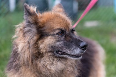 Zavallı köpek barınakta.