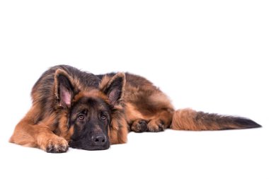 Genç uzun saçlı Alman Çoban Köpeği