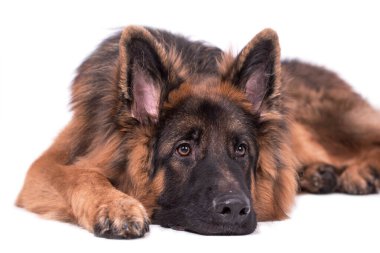 Genç uzun saçlı Alman Çoban Köpeği