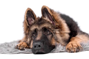 Genç uzun saçlı Alman Çoban Köpeği