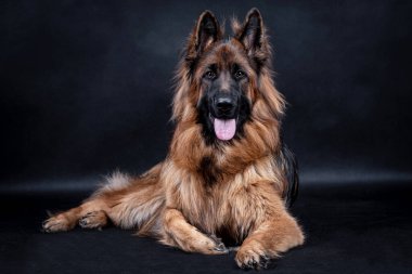 Genç uzun saçlı Alman Çoban Köpeği