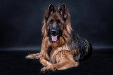 Genç uzun saçlı Alman Çoban Köpeği