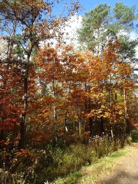 Herbst Wald — Stockfoto