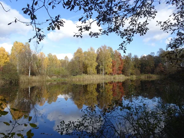 Осень Лесу — стоковое фото