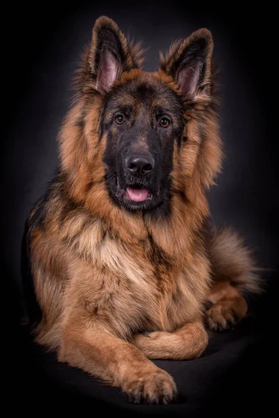 Genç Uzun Saçlı Alman Çoban Köpeği — Stok fotoğraf