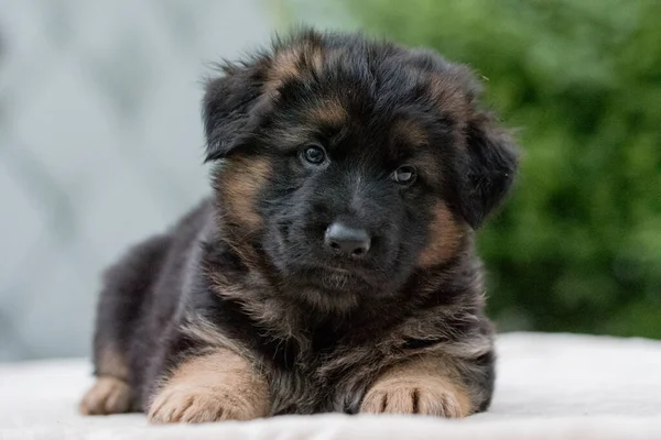 Ung Långhårig Schäfer — Stockfoto