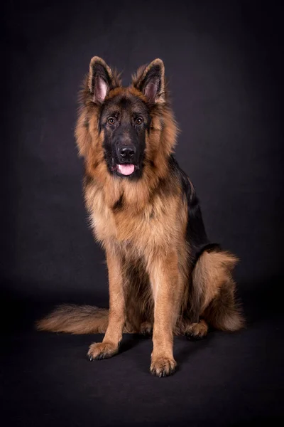 Joven Perro Pastor Alemán Pelo Largo — Foto de Stock