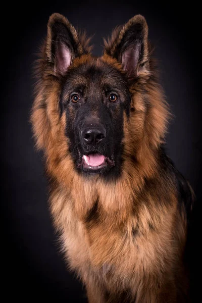 Young Long Haired German Shepherd Dog — Stock Photo, Image