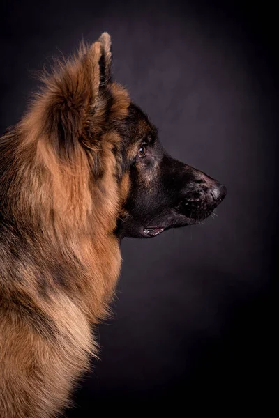 Jovem Cabelos Compridos German Shepherd Dog — Fotografia de Stock