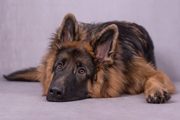 Joven Perro Pastor Alemán Pelo Largo —  Fotos de Stock