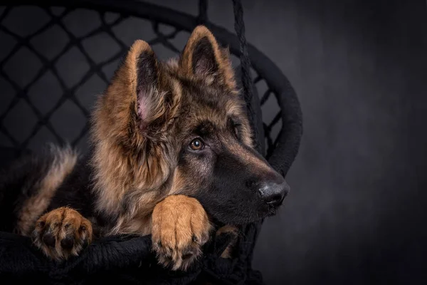 Jovem Cabelos Compridos German Shepherd Dog — Fotografia de Stock