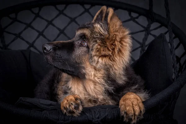 若い髪のドイツの羊飼いの犬 — ストック写真