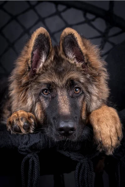 Jovem Cabelos Compridos German Shepherd Dog — Fotografia de Stock