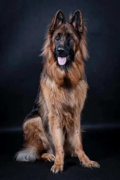 Joven Perro Pastor Alemán Pelo Largo —  Fotos de Stock