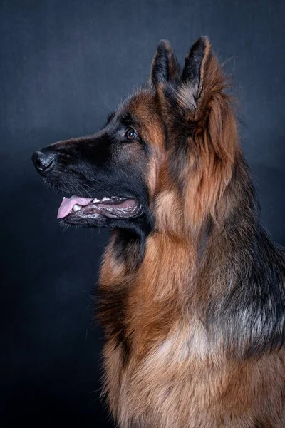 Jovem Cabelos Compridos German Shepherd Dog — Fotografia de Stock