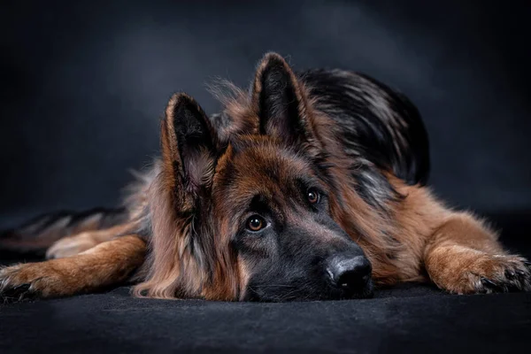 Genç Uzun Saçlı Alman Çoban Köpeği — Stok fotoğraf