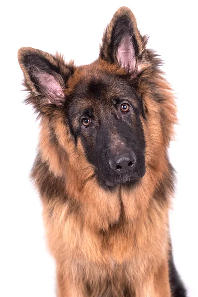 Jovem Cabelos Compridos German Shepherd Dog Imagens Royalty-Free