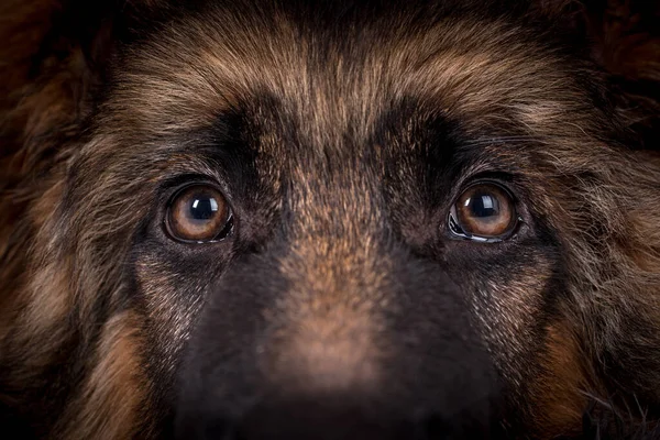 Jovem Cabelos Compridos German Shepherd Dog Imagem De Stock