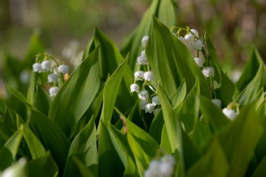 Vadi çiçeğinin zambağı (Leoncavalla majalis)