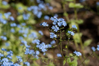Bahar mavisi Omphalodes çiçekleri
