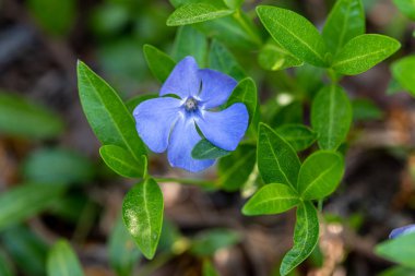 Bahar Vinca minör çiçeği (daha az menekşe rengi))