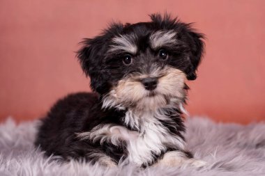 Havanalı köpek yavrusu.